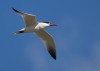 Caspian Tern 